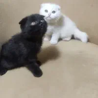 گربه