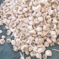 سیر بذری درجه 1 همدان جهت کاشت|حراج|خرمآباد, |دیوار