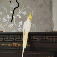 عروس هلندی نر و ماده لوتینو