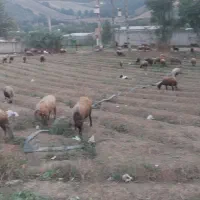 گله گوسفند|حیوانات مزرعه|گرگان, |دیوار