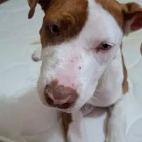 پیتبول ماده ۵ انگشتی ۶ ماهه اصل|سگ|تهران, سعادتآباد|دیوار