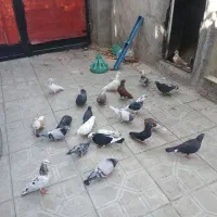 کفتر|پرنده|شاندیز, |دیوار