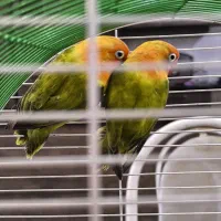 ۲ جفت کوتوله|پرنده|قم, هنرستان|دیوار