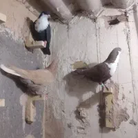 کرواتی وزردکرمونی وجوجه کاکلی|پرنده|تربت‌حیدریه, شهرک ولیعصر|دیوار