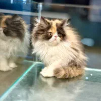 گربه پرشین کیفیت درجه یک