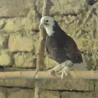 ماده گلی بسیار زیبا