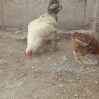 خروس نژاد برهما|حیوانات مزرعه|دوگنبدان, |دیوار