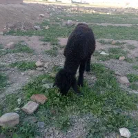 یک عدد بره ویک بز  جوان ویک بزقاله