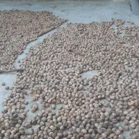 فروش گردو به صورت عمده نزدیک به 250 کیلو|عمده‌فروشی|پاتاوه, |دیوار
