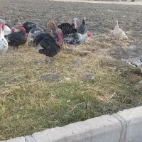 بوقلمون چاق و سرحال|حیوانات مزرعه|شیروان (لرستان), |دیوار