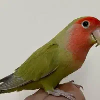 فروش طوطی دستی سخنگو نر