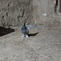 کفتر سبز سوسنی کوهی|پرنده|شیراز, تحویلی|دیوار