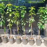 نهال آووکادو