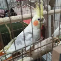 عروس هلندی نر|پرنده|قم, جمکران|دیوار