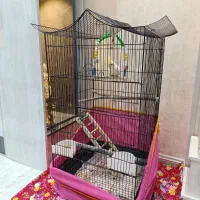 پرنده عروس هلندی چشم گیلاسی با قفس|پرنده|اردبیل, |دیوار