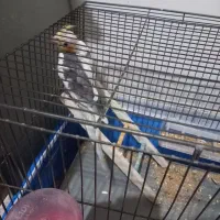 سلام نر بالغ مست مست نطفه دار ازش جوجه گرفتم