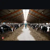 نیازمند کارگر گاوداری