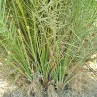 رامشیر روستای ازاده پاجوش برحی ستعمران خلاص نخل نر|خدمات باغبانی و درختکاری|رامشیر, |دیوار