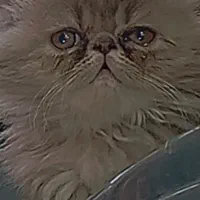 واگذاری گربه پرشین صورت فلت|گربه|پرند, فاز ۶|دیوار