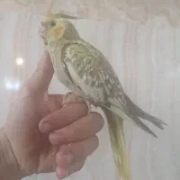 عروس هلندی سرلاکی