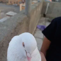 حیوان|پرنده|دهگلان, |دیوار