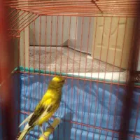 پرنده قناری