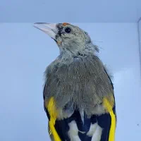 سهره|پرنده|کرمان, |دیوار