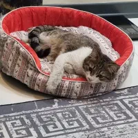 گربه دی اس اچ نر
