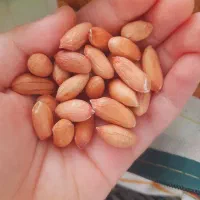 بذر بادام زمینی ۱۵ کیلو تمیز