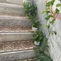 گل‌های آپارتمانی