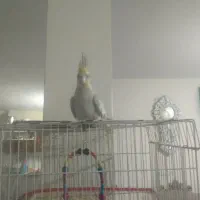 عروس هلندی|پرنده|تربتحیدریه, منظر|دیوار