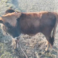 لیشه چالوسی عروسک|حیوانات مزرعه|کلاچای, |دیوار