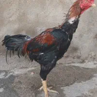 خروس لاری