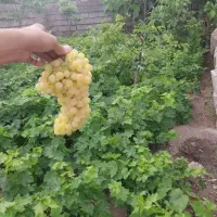 انگور|عمدهفروشی|مشگین شهر, |دیوار