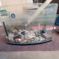 آکواریوم با لوازم و سنگ|ماهی|تبریز, |دیوار