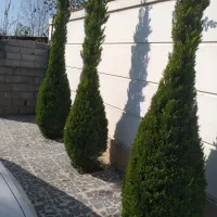 خدمات باغبانی|خدمات باغبانی و درختکاری|لاهیجان, کوی استادان|دیوار