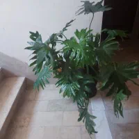 گل برگ انجیری