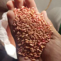 گندم بوجاری شده صدرا سرداری پیشگام آذردو باران