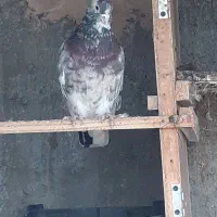 کبوتر هما سرور