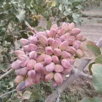 فروش باغ پسته در اطراف ابوزیدآباد