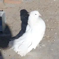 فروش یا معاوضه نر دم چتری