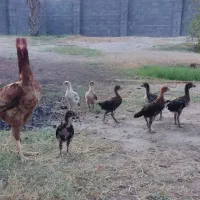 مرغ و ۹ جوجه