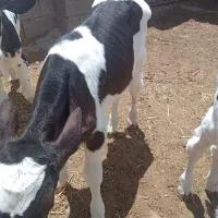 گوساله نر