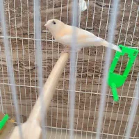 قناری|پرنده|مشهد, کشف|دیوار