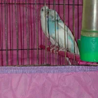 مرغ عشق به شرط