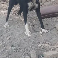 سگ افغان نر جوون|سگ|کرج, خرمدشت|دیوار