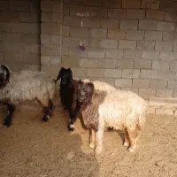 بره تخمی فروشی دو راس کله سیاه ماده|حیوانات مزرعه|گتوند, |دیوار