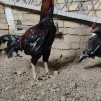 خروس لاری اصل3/15