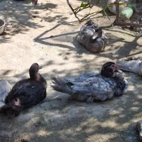 اردک طوسی و مشکی و دودی|حیوانات مزرعه|آمل, |دیوار