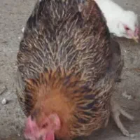 مرغ گلین بومی خروس گلین|حیوانات مزرعه|خمینی‌شهر, |دیوار